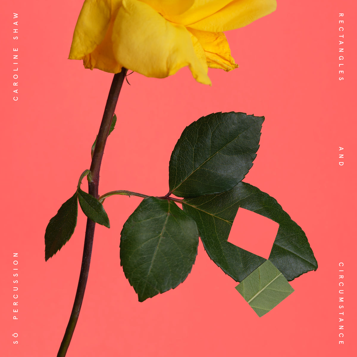 Yellow rose against a coral background with text details.