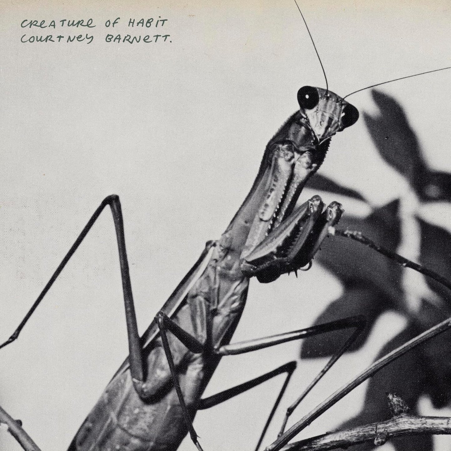 Black and white photo of a praying mantis on a wire.