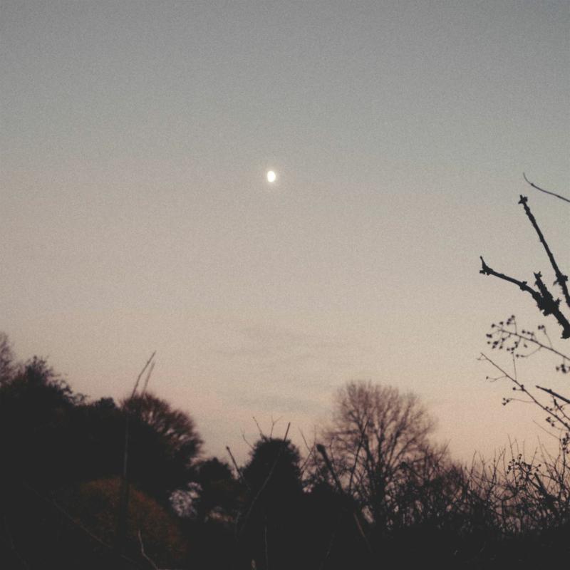 Silhouetted trees under a pale moon in a dusky sky.