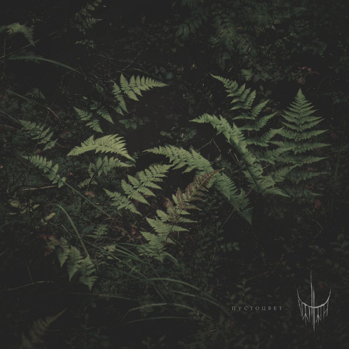 Dark, dense ferns fill the frame of the "Pustotsvet" vinyl album cover.