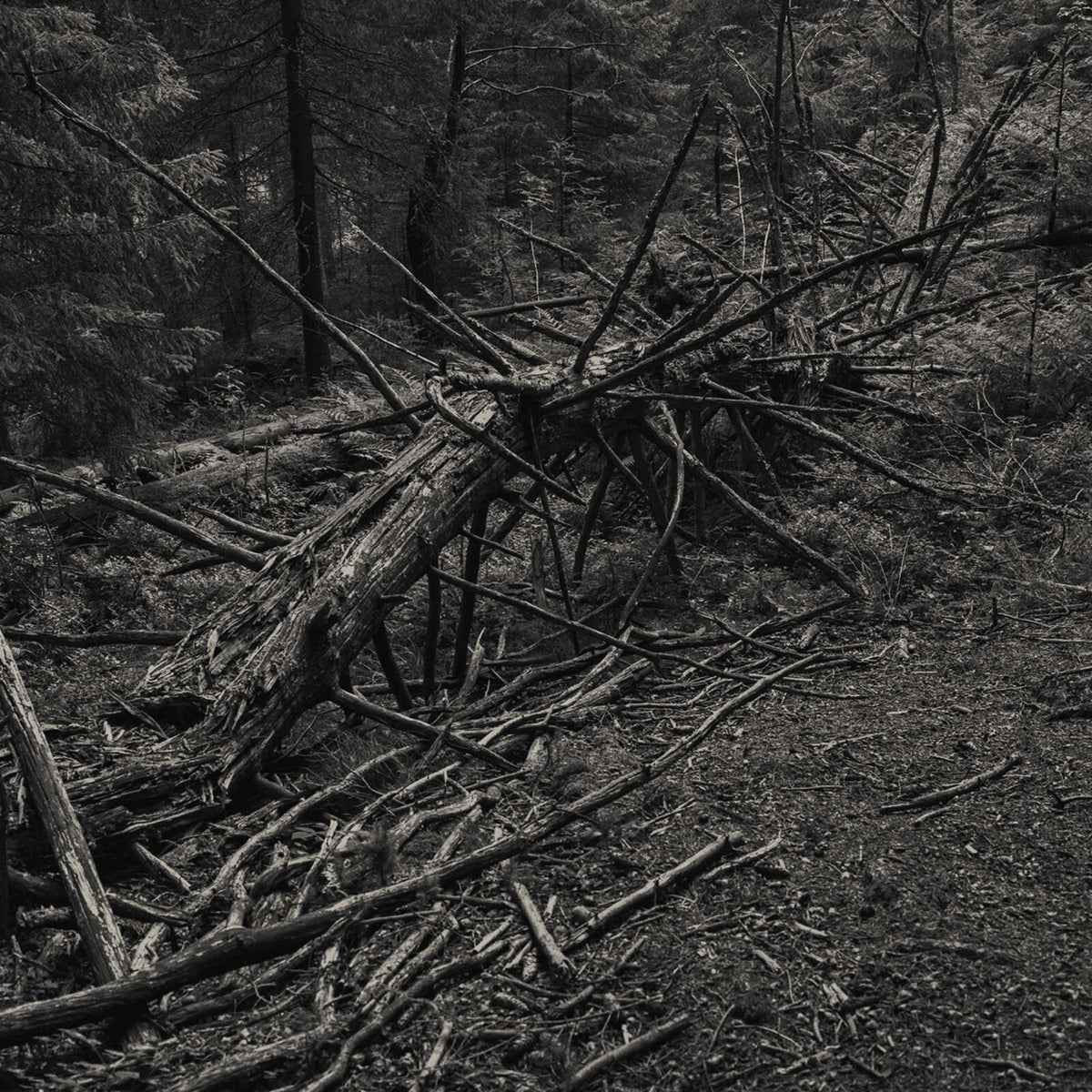 Black and white image of fallen trees and branches in a forest.