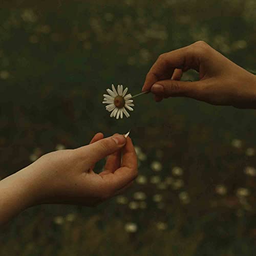 Hands holding a daisy, album cover for Goldmund’s “The Time It Takes.”