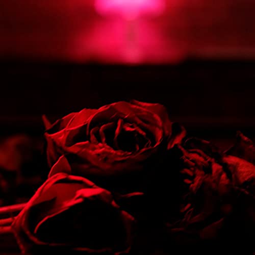 Close-up of red roses against a dark, blurred red background.