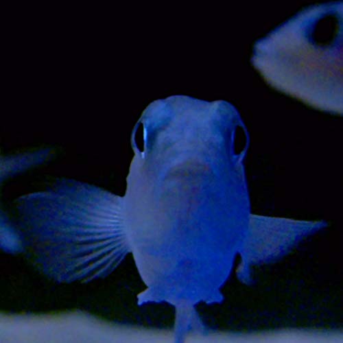 Close-up of a pale, translucent fish with dark eyes, facing forward.