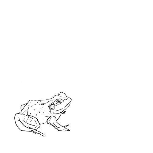 Line drawing of a bullfrog with open mouth, facing slightly right.