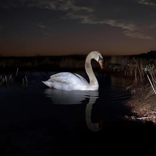 White swan swimming in dark water under a cloudy, dusky sky.