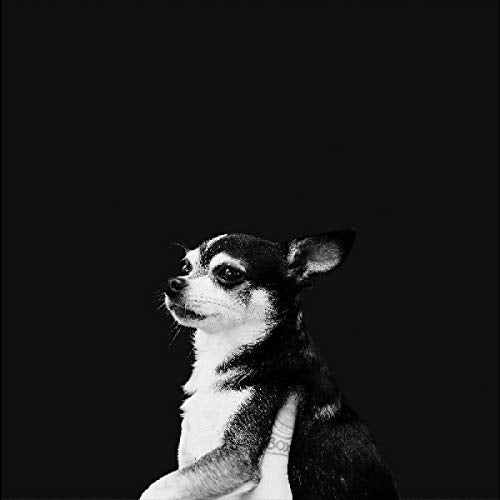 Black and white portrait of a small, long-haired chihuahua looking right.