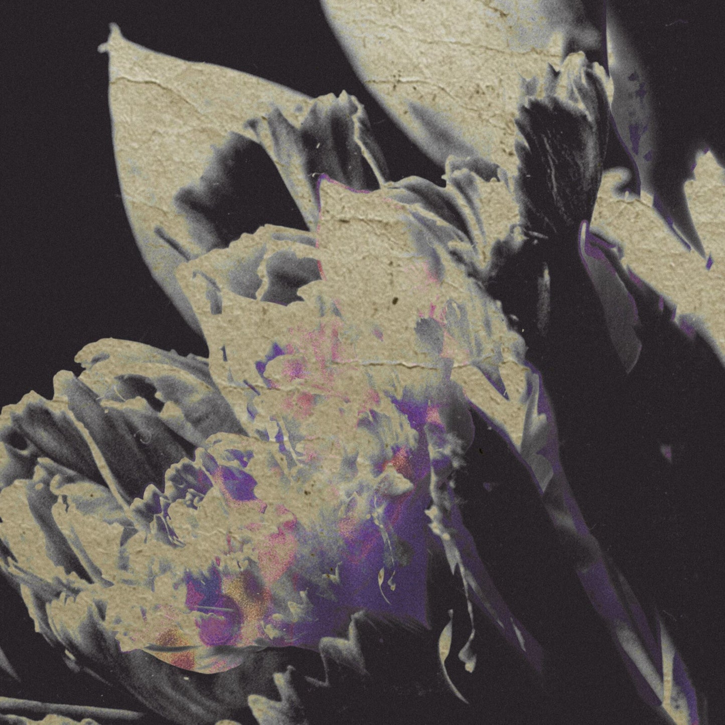 Abstract floral image with textured, faded white and purple tones.