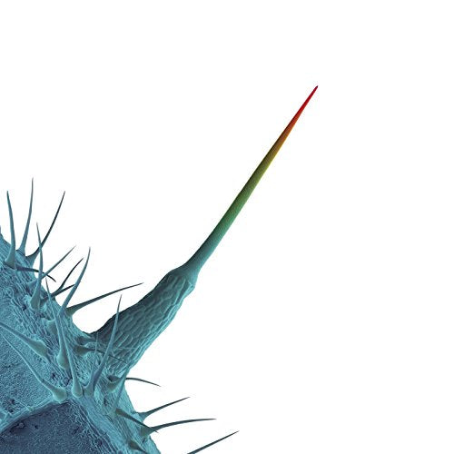 Close-up of a blue thistle with a sharp, red-tipped spine.