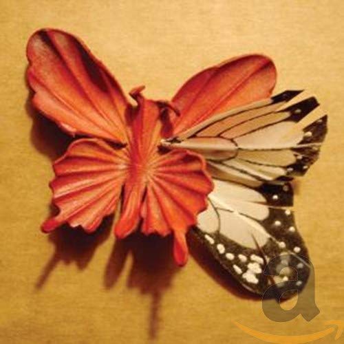 Orange and white butterfly with folded wings on a tan surface.