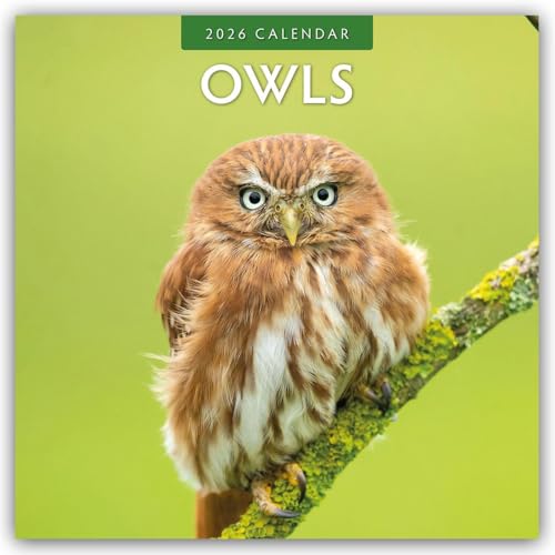 Owls 2026 Square Wall Calendar