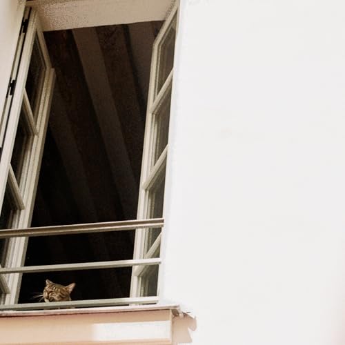 Tabby cat looking up from a windowsill, dark interior behind.