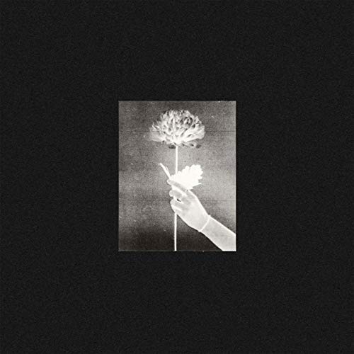 Black and white image of a hand holding white flowers.