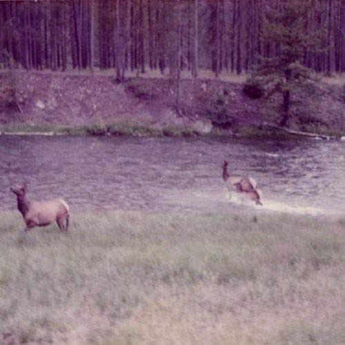 Deer running through a grassy field near a dark, flowing river.