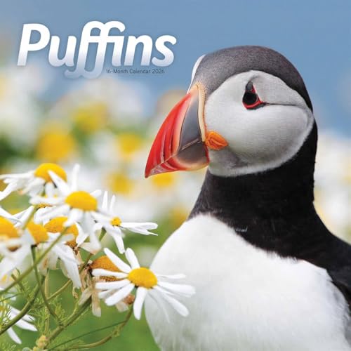 Puffins Square Wall Sunday Start Calenda