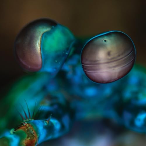 Close-up of a crab’s eyes, iridescent blue and pink tones.
