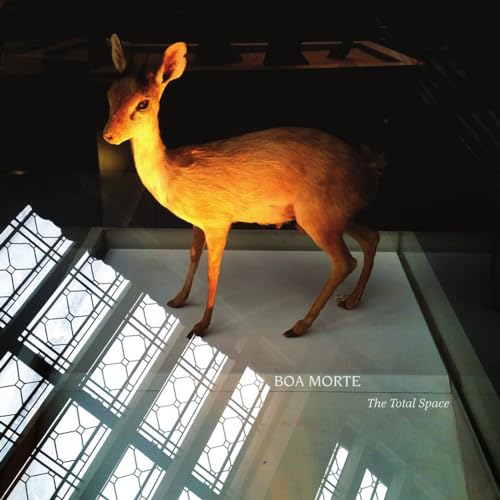 Taxidermied deer on a white surface with geometric shadows.