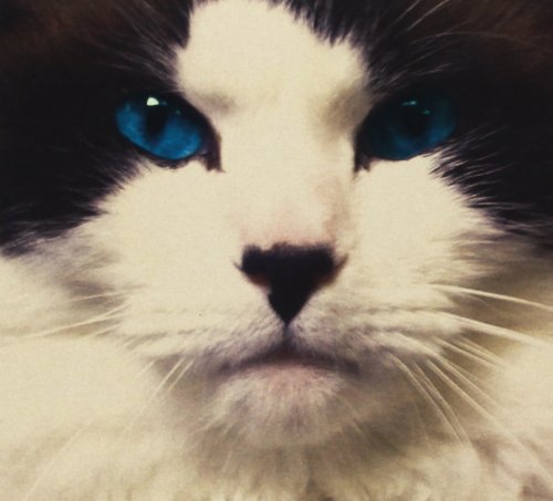 Close-up of a black and white cat with striking blue eyes.