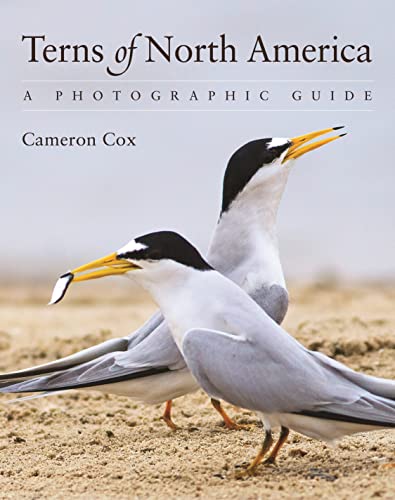 Terns of North America : A Photographic Guide