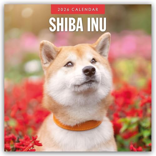 Shiba Inu 2026 Square Wall Calendar
