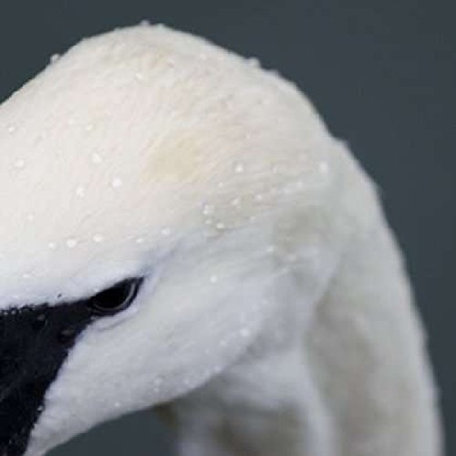 Close-up of a white swan’s head and neck with black beak.