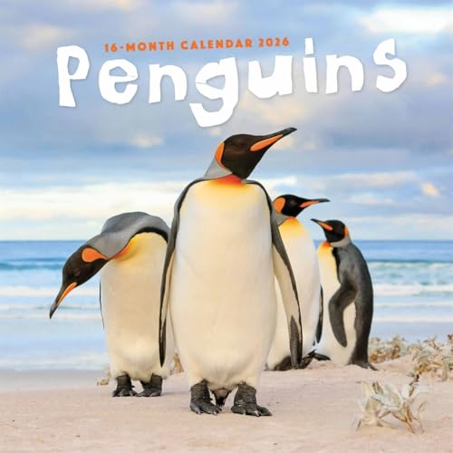 Penguins Square Wall Sunday Start Calend