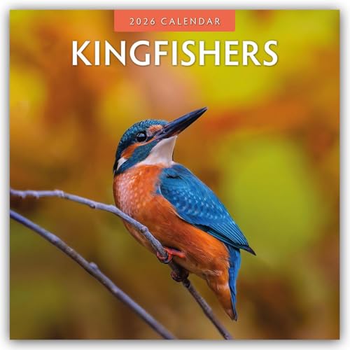 Kingfishers 2026 Square Wall Calendar