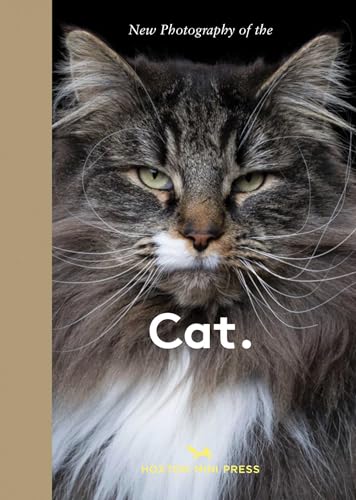 New Photography of the Cat. : The best new photography of cats.