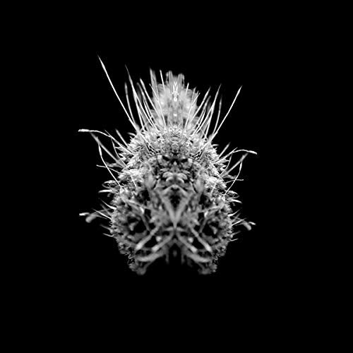 Black and white close-up of a spiky, textured floral form.