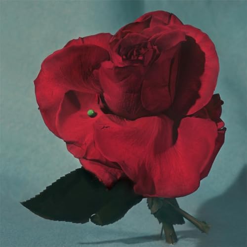 CD cover featuring a close-up painting of a red rose.