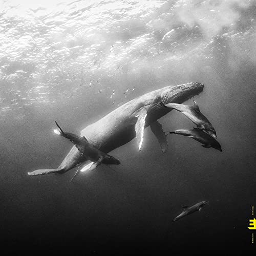 Black and white photo of whales swimming underwater, album cover.