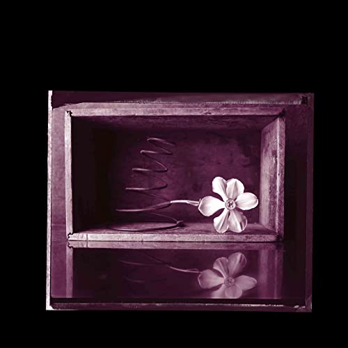 Dark, square image of a flower and spring inside a wooden box.