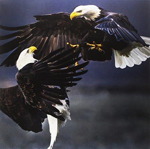 Vinyl record cover featuring two bald eagles in flight against a dark sky.