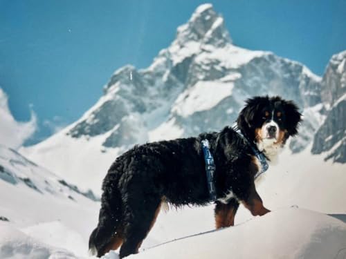 Ubac and Me : A Life of Love and Adventure With a French Mountain Dog