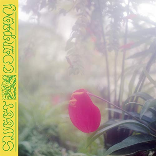 CD cover with a blurred floral background and a pink tulip.