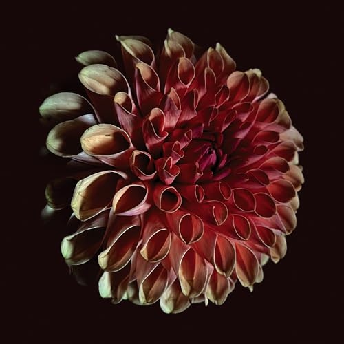 Close-up of a dark red and tan dahlia flower against black.