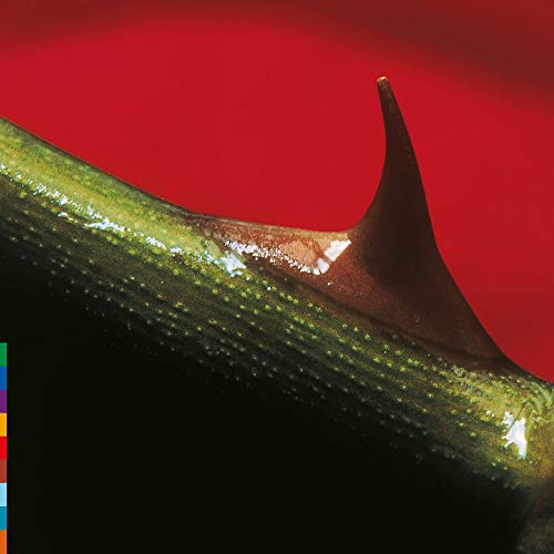 Close-up of a dark green, textured leaf against a solid red background.