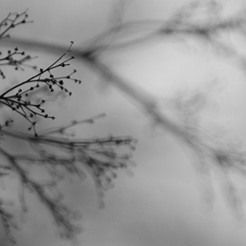 Abstract grayscale image of delicate branches against a blurred background.