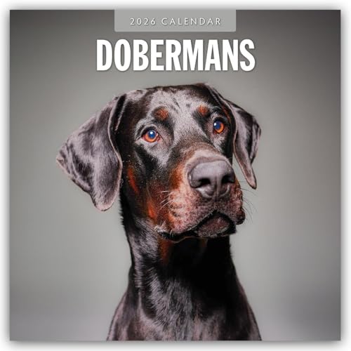 Dobermans 2026 Square Wall Calendar