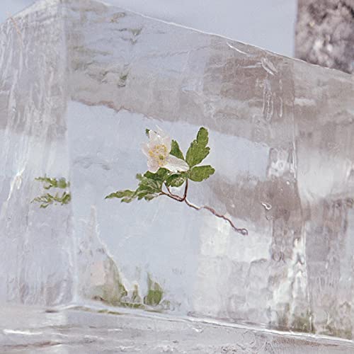 White wildflower frozen within a large, clear block of ice.