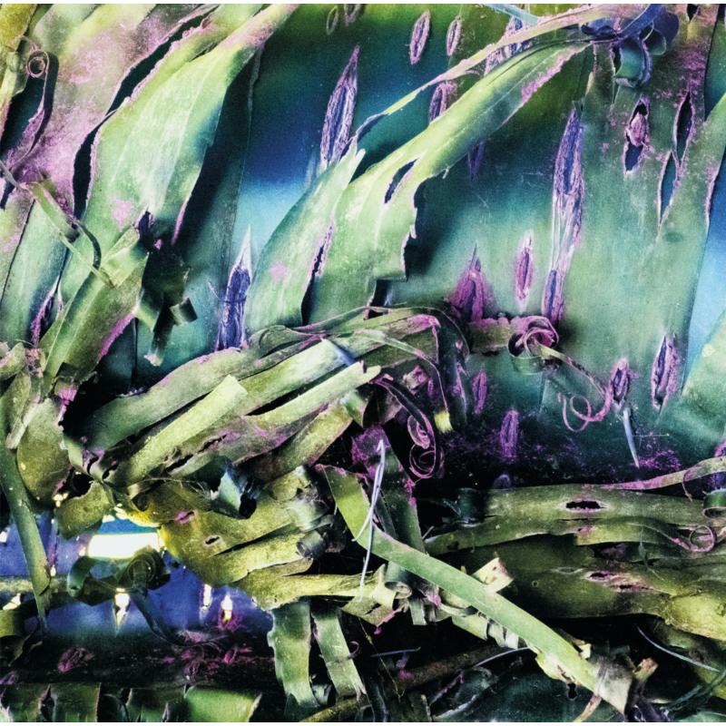 Abstract album cover with layered green and purple plant-like shapes.