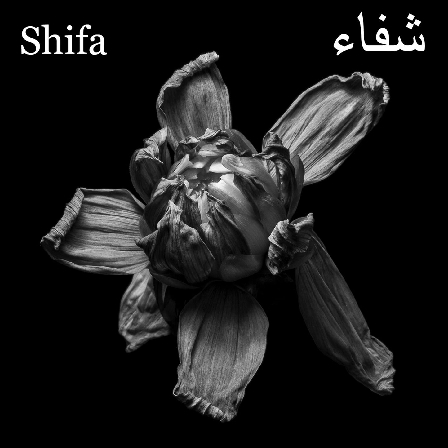 Black and white photo of a lotus flower on a dark background.