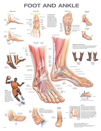 Foot and Ankle Anatomical Chart