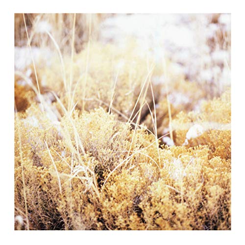 Close-up of dry, golden-yellow grasses and shrubs in soft focus.