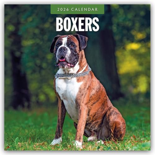 Boxers 2026 Square Wall Calendar
