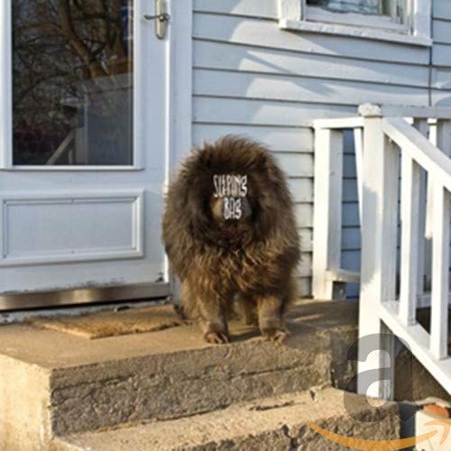 Fluffy brown dog standing on concrete steps outside a white house.