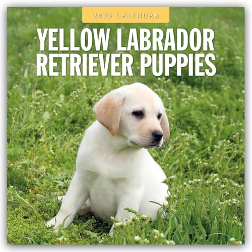 Yellow Labrador Retriever Puppies 2026 Square Wall Calendar