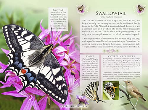 The Little Book of Butterflies