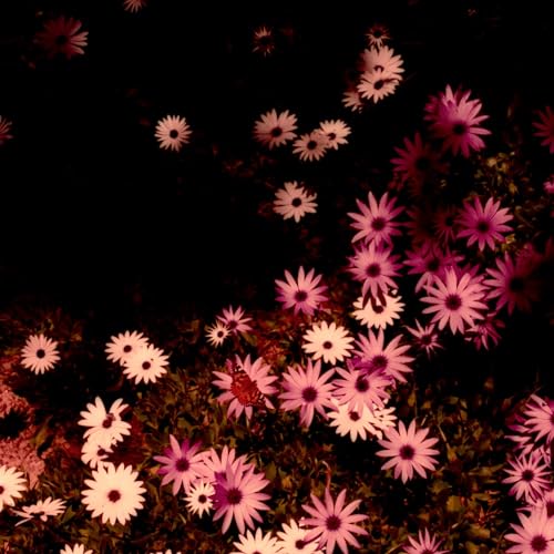 Close-up of pink and white daisy-like flowers against a dark background.