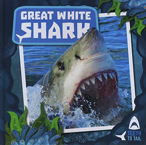 Great White Shark (Teeth to Tail)